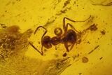 Fossil Ant (Formicidae) In Baltic Amber #142211-1
